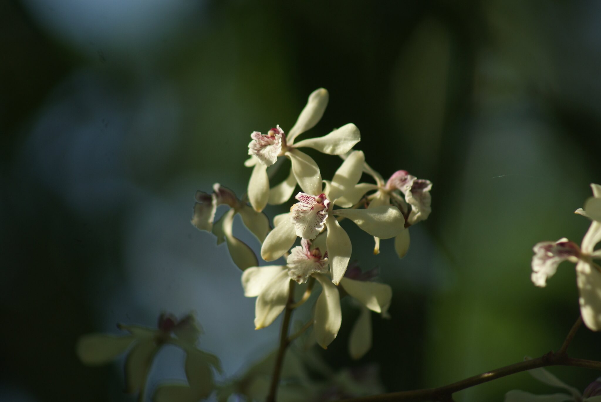Encyclia aromatica